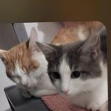 Foto del gato perdido en Roye