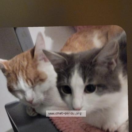 Foto 1/1 Amouch Chat perdido en Roye