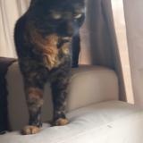 Foto de gato encontrado en Toulouse