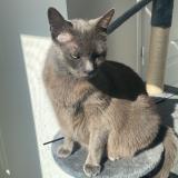 Foto del gato perdido en Saint Germain Sur Morin