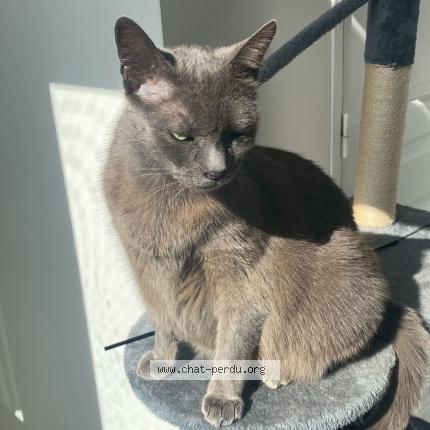 Foto 1/1 Jack Chat perdido en Saint germain sur morin