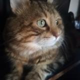 Foto del gato perdido en Lyon