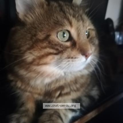 Foto 1/1 Sans nom Chat perdido en Lyon