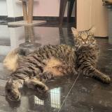 Foto del gato perdido en Theni