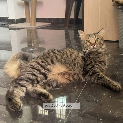 Foto 1/1 Oreo Chat perdido en Theni