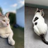 Foto del gato perdido en Romainville