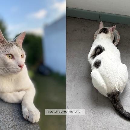 Foto 1/1 George Chat perdido en Romainville