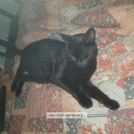 Foto 1/1 Tazzer Chat perdido en Ambares