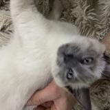 Foto de gato encontrado en Montreuil