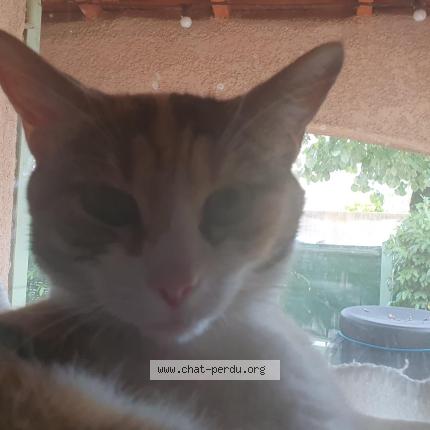 Foto 1/1 Nala Chat perdido en Les angles