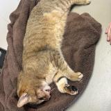 Foto de gato encontrado en Feytia