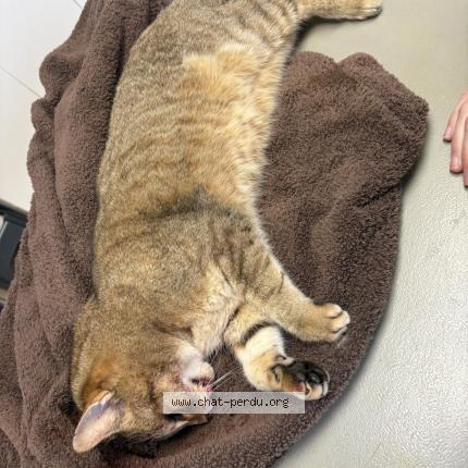 Foto 1/1 Gato encontrado Encontrado en Feytia