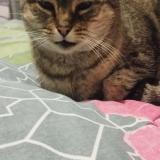 Foto del gato perdido en Collegien