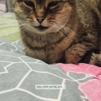 Foto 1/1 Kitty Chat perdido en Collegien