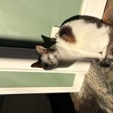 Foto del gato perdido en Reims