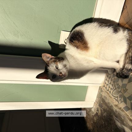 Foto 1/1 Sa&iuml;ko Chat perdido en Reims