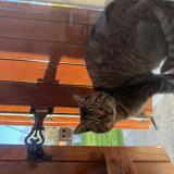 Foto de gato encontrado en Pithiviers Le Vieil