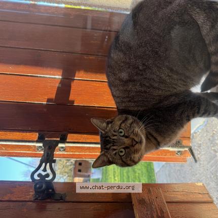 Foto 1/1 Gato encontrado Encontrado en Pithiviers le vieil