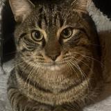 Foto del gato perdido en Montreuil