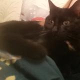 Foto del gato perdido en Auby