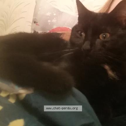 Foto 1/1 Azar Chat perdido en Auby