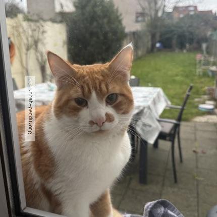 Foto 1/1 Gato encontrado Encontrado en Bruxelles