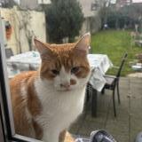 Foto de gato encontrado en Neder Over Hembeek