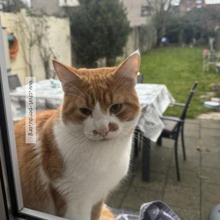 Foto 1/1 Gato encontrado Encontrado en Neder over hembeek