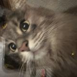 Foto de gato encontrado en Blois