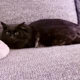 Foto del gato perdido en Noisy Le Sec