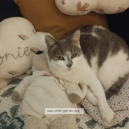 Foto 1/1 Aurore Chat perdido en Angouleme