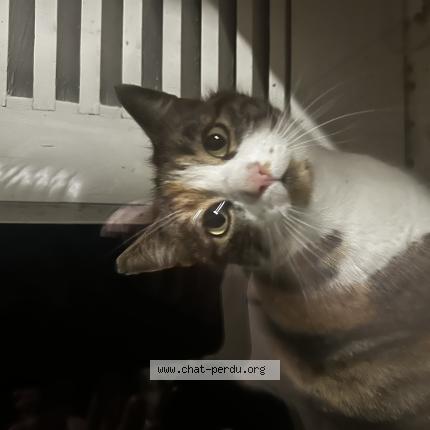 Foto 1/1 Gato encontrado Encontrado en Versoix