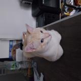 Foto del gato perdido en Villepinte