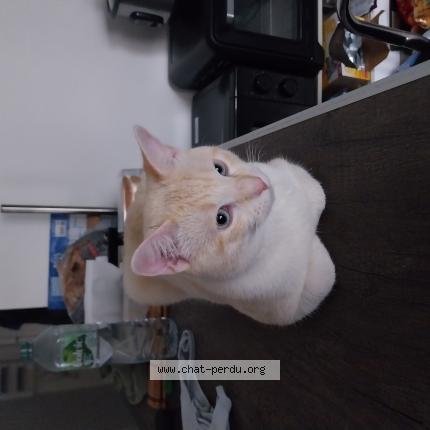 Foto 1/3 Vanille Chat perdido en Villepinte