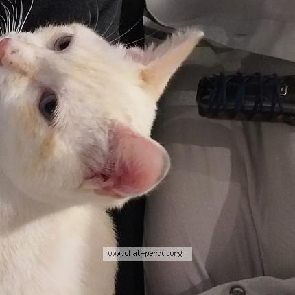 Foto 2/3 Vanille Chat perdido en Villepinte