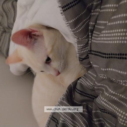 Foto 3/3 Vanille Chat perdido en Villepinte