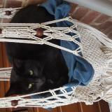 Foto del gato perdido en Faches Thumesnil