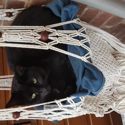 Foto 1/1 Minette Chat perdido en Faches thumesnil