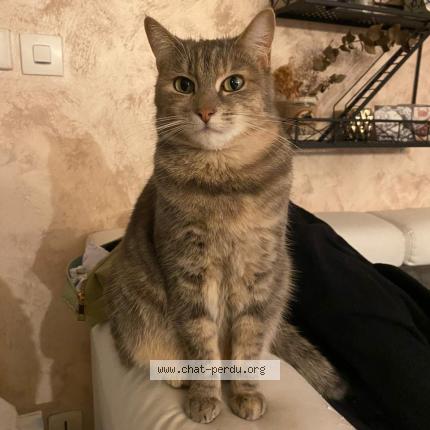 Foto 1/1 Rubis Chat perdido en Blere