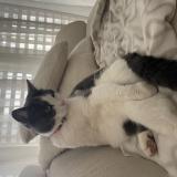 Foto de gato encontrado en Chavornay