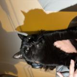 Foto de gato encontrado en Nice