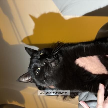 Foto 1/1 Gato encontrado Encontrado en Nice