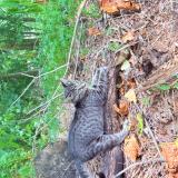 Foto del gato perdido en Spartanburg