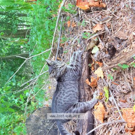 Foto 1/1 Slip Chat perdido en Spartanburg