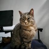 Foto de gato encontrado en St Caradec