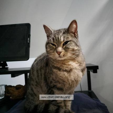 Foto 1/1 Gato encontrado Encontrado en St caradec