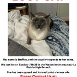 Foto de un gato reunido en Westminster