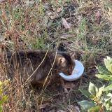 Foto de gato encontrado en Souesmes