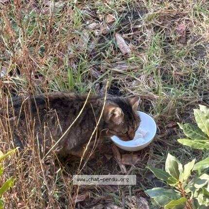 Foto 1/1 Gato encontrado Encontrado en Souesmes