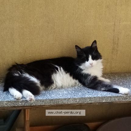 Foto 1/4 Mystic Chat perdido en Nimes